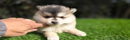 Pomsky perros en venta: Pomsky miniaturas y toy  - Anuncio 1