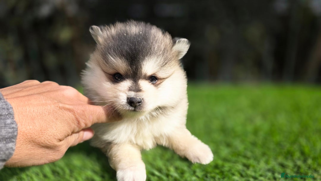 Pomsky perros en venta: Pomsky miniaturas y toy  - Anuncio 1