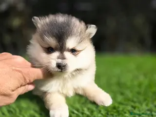 Pomsky perros Pomsky miniaturas y toy - Anuncio 4