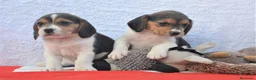 Beagle perros en venta: Cachorros de beagle tricolor  - Anuncio 8