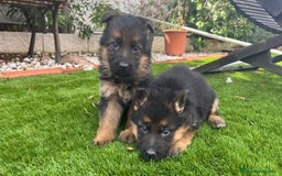 Pastor Alemán perros en venta: Cachorros de primera con toda la documentación  - Imagen 1