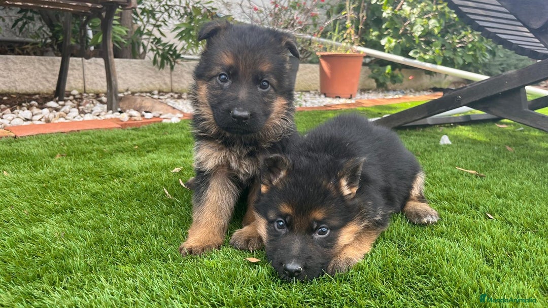 Pastor Alemán perros en venta: Cachorros de primera con toda la documentación  - Imagen 1