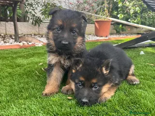 Pastor Alemán perros Cachorros de primera con toda la documentación - Anuncio 3