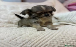 Chihuahua perros en venta: Chihuahua toy pelo largo  - Imagen 11