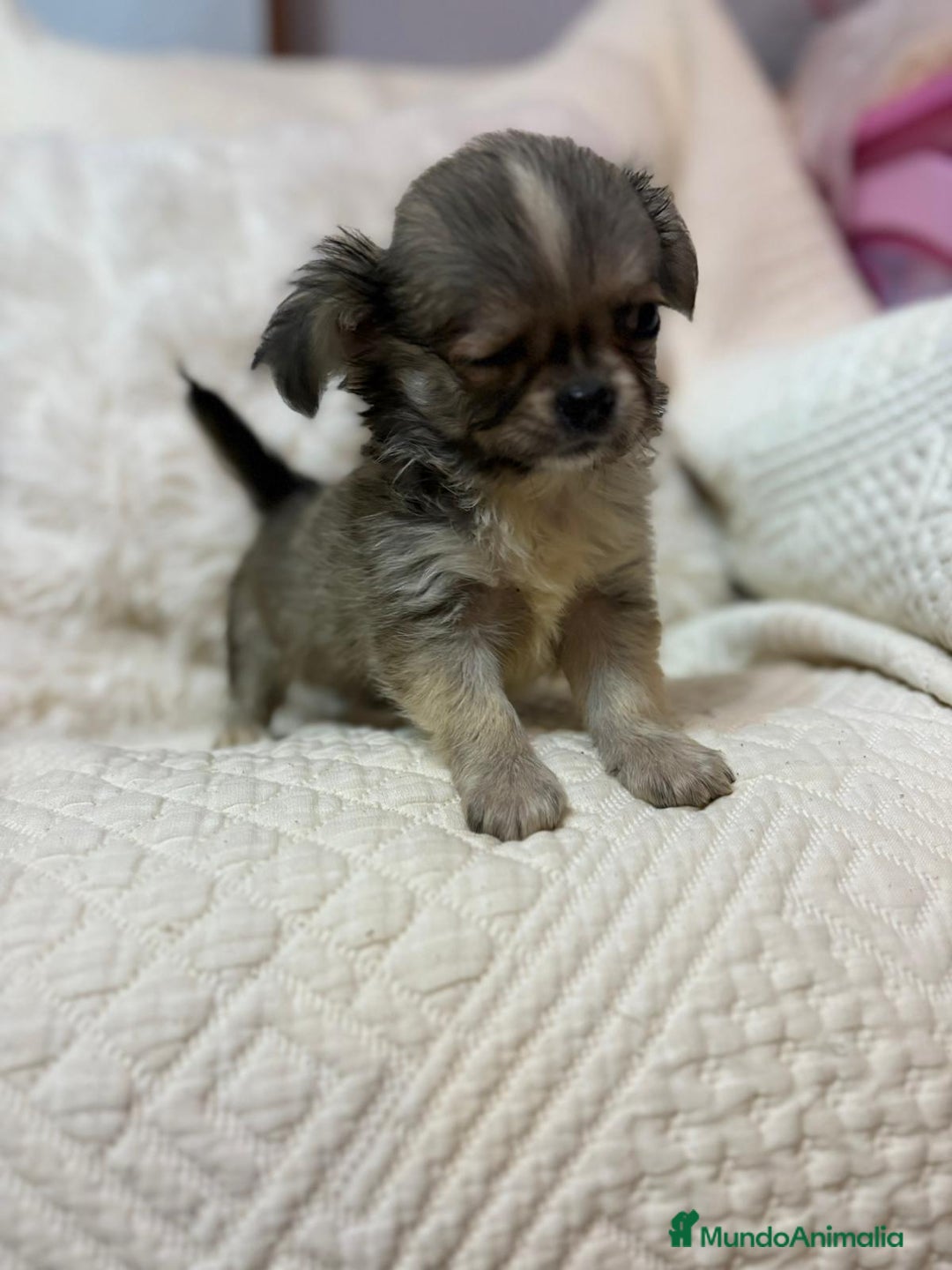 Chihuahua perros en venta: Chihuahua toy pelo largo  - Imagen 11