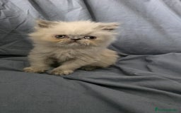 Persa gatos en venta: Persas en Jerez  - Imagen 4