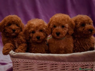 Caniche Toy perros en Cantabria - Anuncio 6