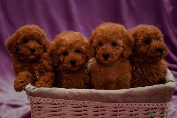 Caniche Toy perros en Cantabria - Anuncio 4