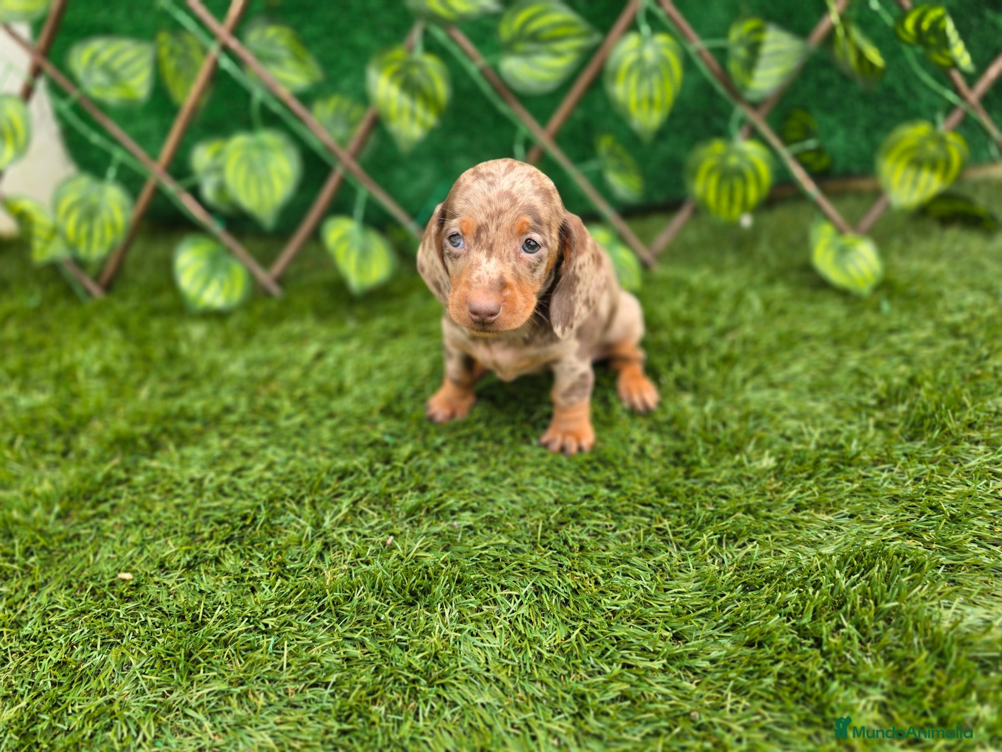 Teckel perros TECKEL KANNINCHEN CHOCOLATE & ARLEQUINES - Anuncio 2