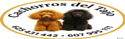 Cavalier King Charles Spaniel perros en venta: King cavalier  - Anuncio 1