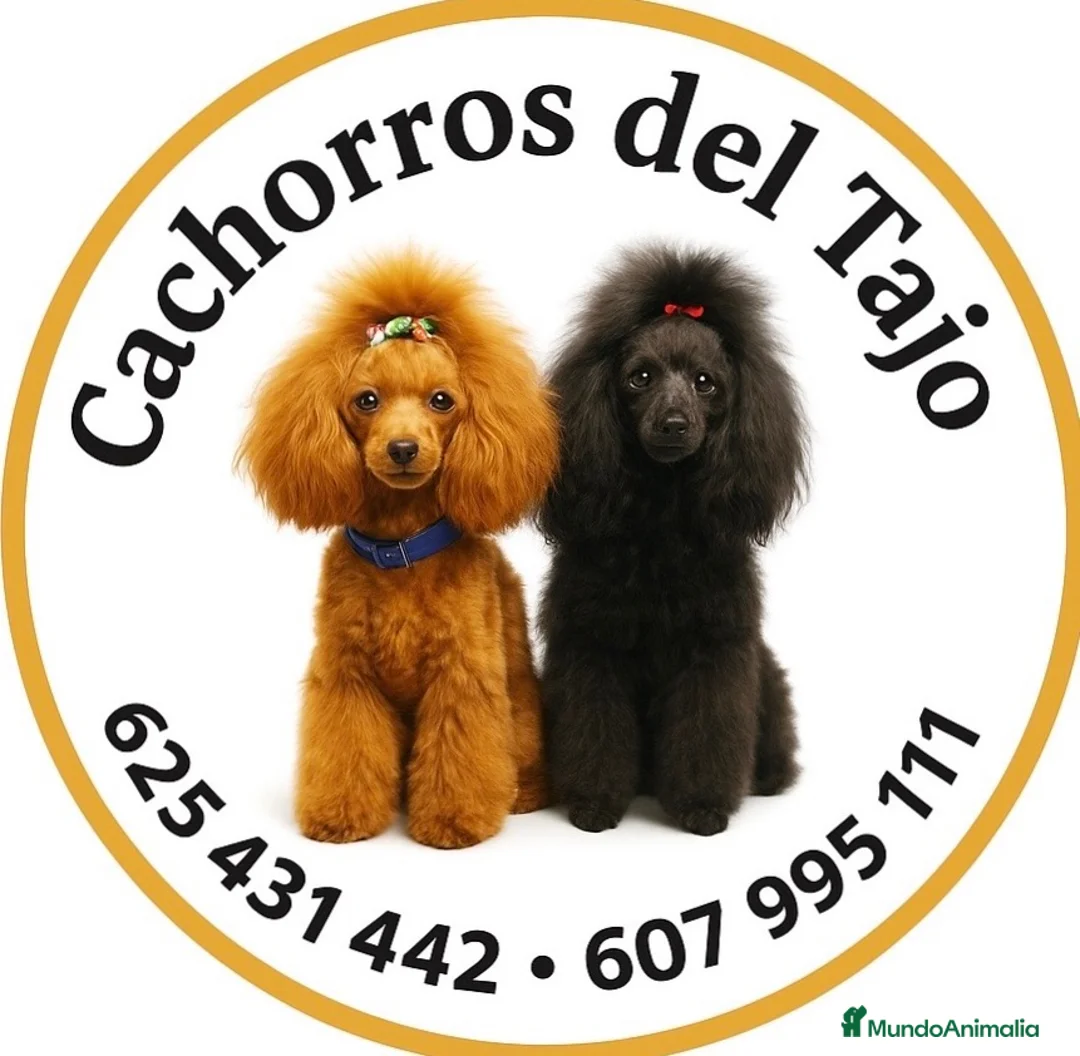 Cavalier King Charles Spaniel perros en venta: King cavalier  - Anuncio 1