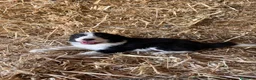 Border Collie perros en venta: Cachorros de Border collie  - Anuncio 3