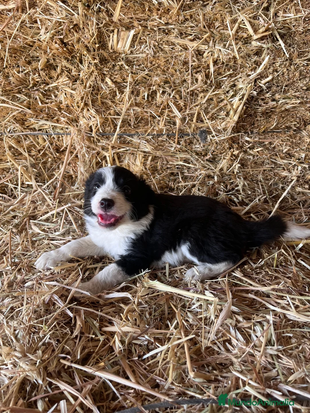 Border Collie perros en venta: Cachorros de Border collie  - Anuncio 3