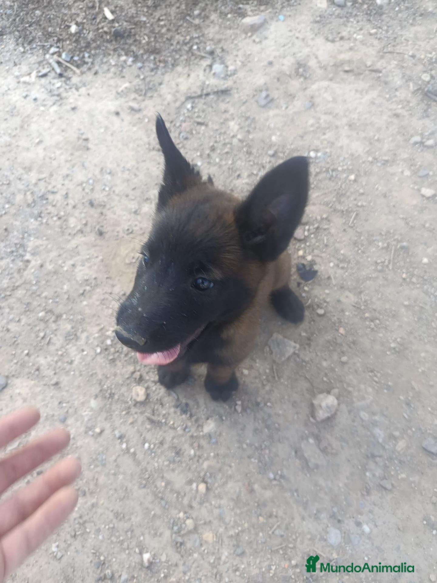 Pastor Belga Malinois perros Machos Malinois  - Anuncio 2