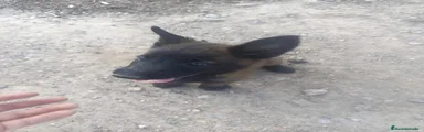 Pastor Belga Malinois 1