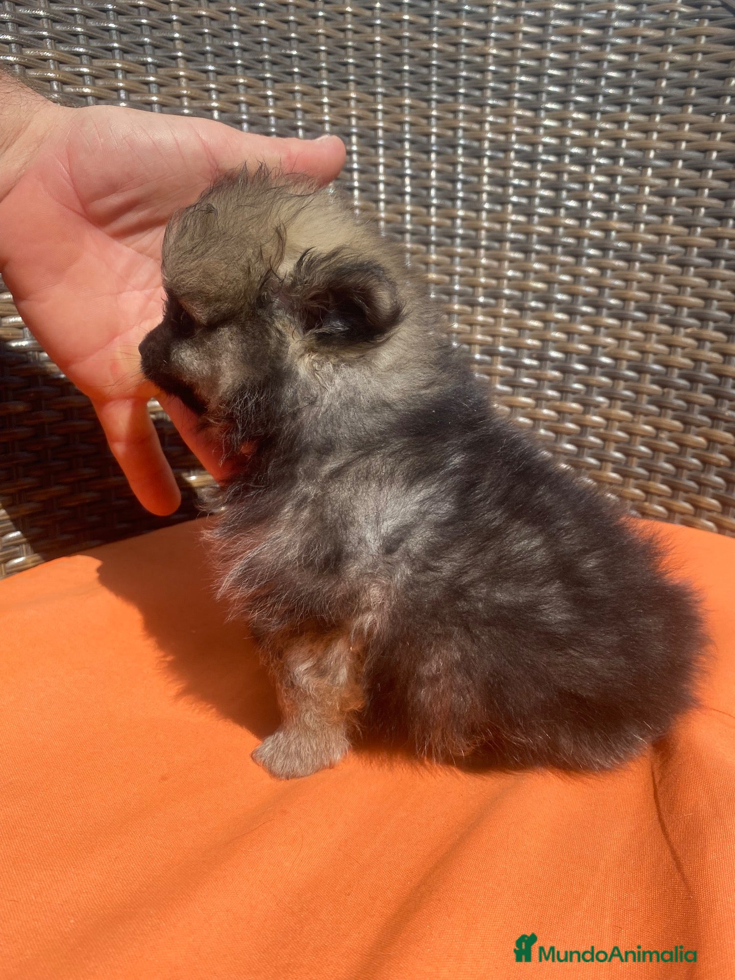Pomerania perros Tesoros de la Lola - Anuncio 1