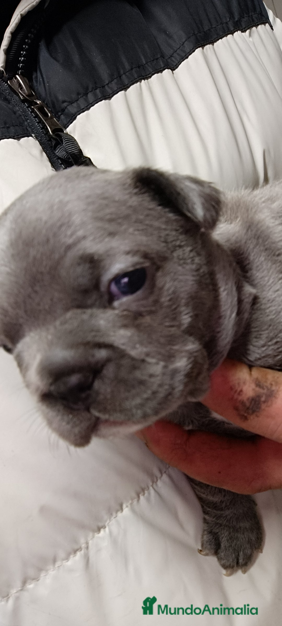 Bulldog Francés perros en venta: Bulldog francés  en León - Imagen 12