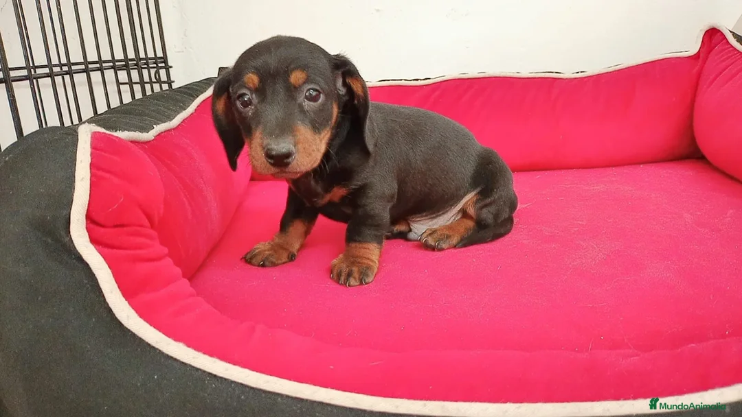Teckel perros en venta: teckel - Anuncio 3
