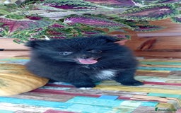 Pomerania perros en venta: Pomerania cachorro - Imagen 1