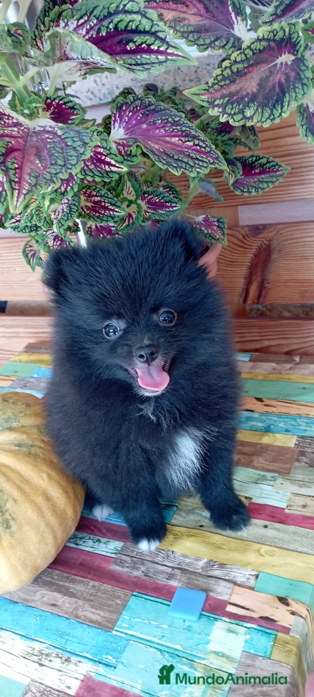 Pomerania perros en venta: Pomerania cachorro - Imagen 1