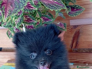 Pomerania perros - Anuncio 1