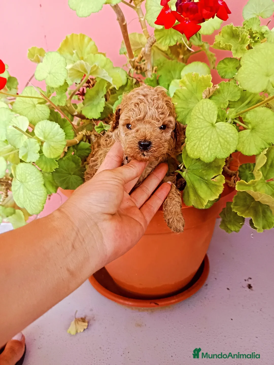 Caniche Toy perros en venta: Caniche toy - Imagen 5