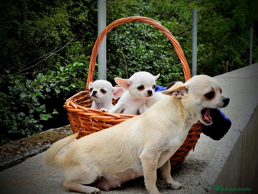 Chihuahua perros en venta: Chihuahua macho cabeza de manzana - Imagen 9