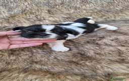 Shih Tzu perros en venta: Shithzu - Imagen 1