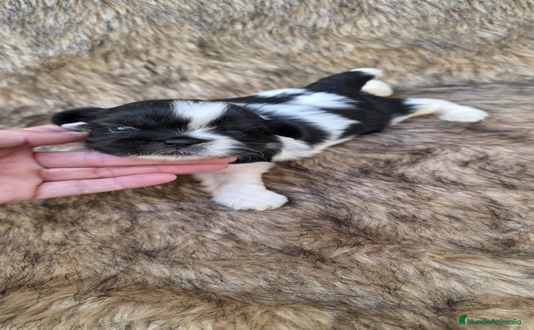 Shih Tzu perros - Anuncio 5