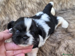 Shih Tzu perros - Anuncio 1