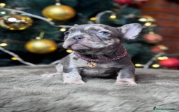 Bulldog Francés perros en venta: BULLDOG FRANCÉS / CUIDADOS A CADA DETALLE  - Anuncio 1