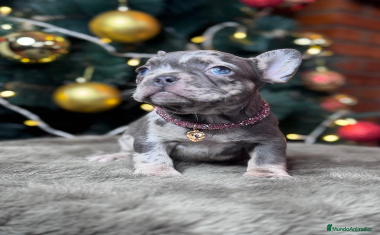 Bulldog Francés perros BULLDOG FRANCÉS / CUIDADOS A CADA DETALLE  - Anuncio 2