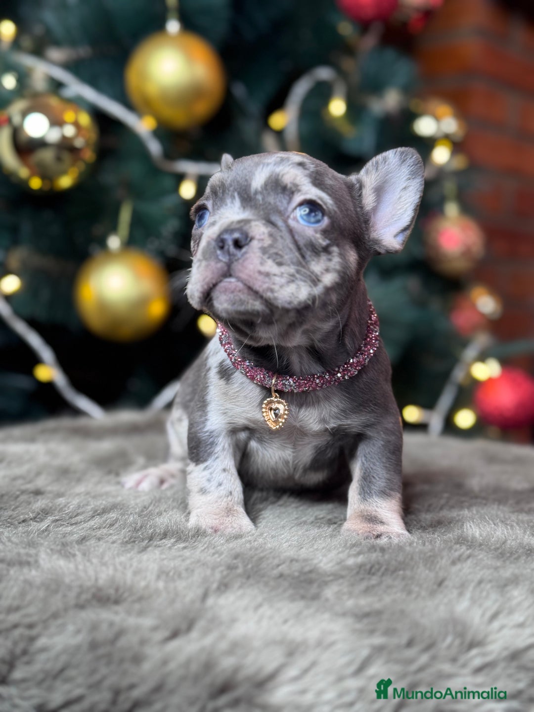 Bulldog Francés perros en venta: BULLDOG FRANCÉS / CUIDADOS A CADA DETALLE  - Anuncio 1