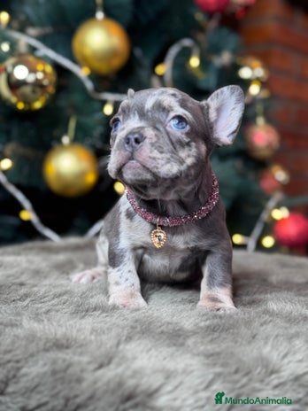 Bulldog Francés perros BULLDOG FRANCÉS / CUIDADOS A CADA DETALLE - Anuncio 3
