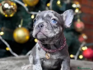 Bulldog Francés perros BULLDOG FRANCÉS / CUIDADOS A CADA DETALLE - Anuncio 22