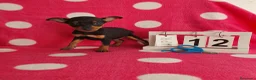 Pinscher Miniatura perros en venta: Pinscher miniatura  - Anuncio 2