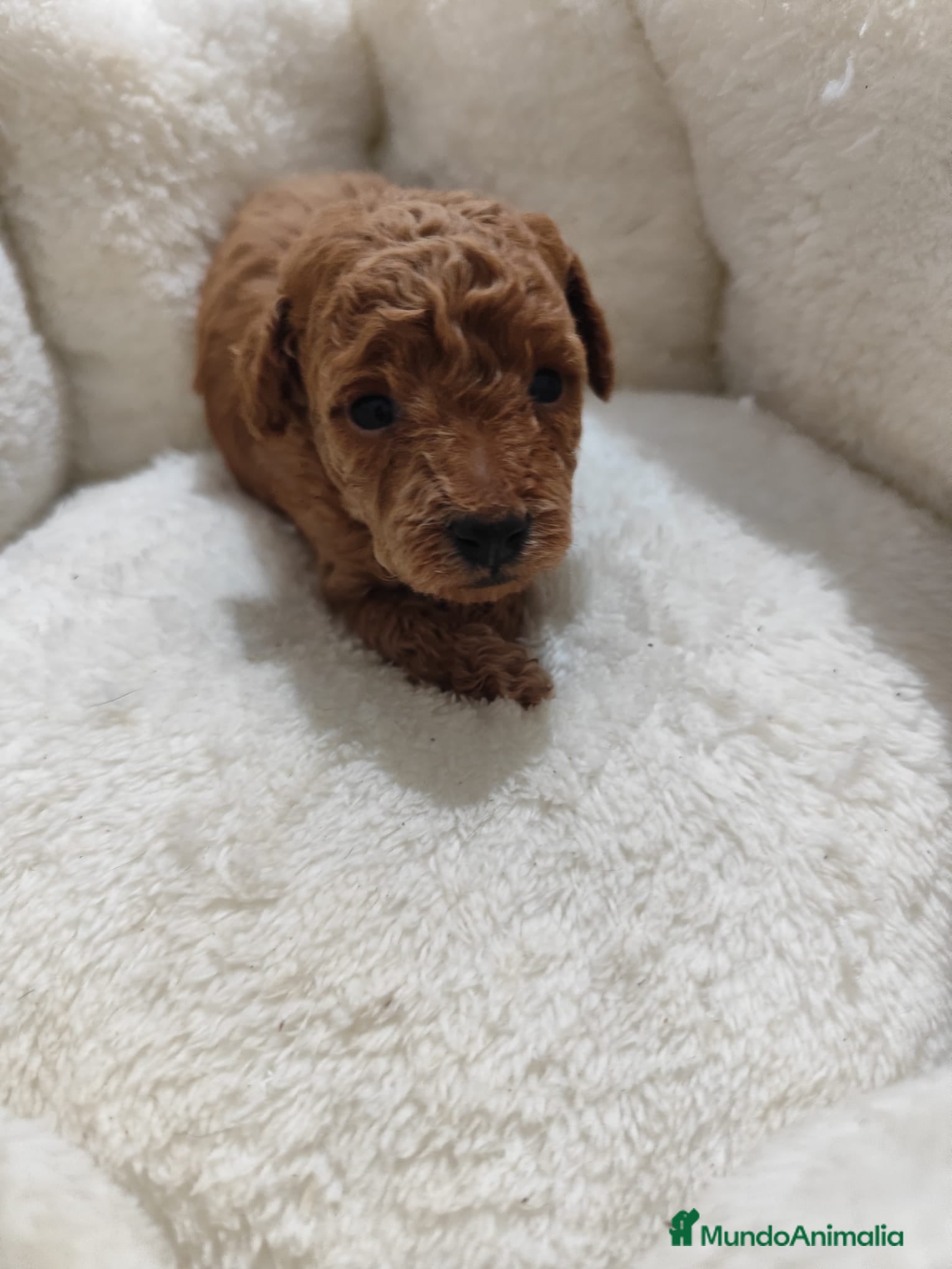 Caniche Toy perros en venta: Caniche toy  - Anuncio 9
