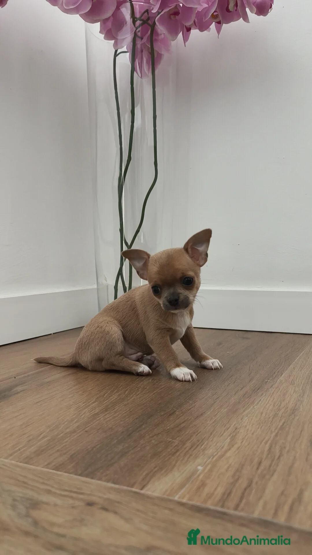 Chihuahua perros en venta: Chihuahua Toy ♂️ - Anuncio 7