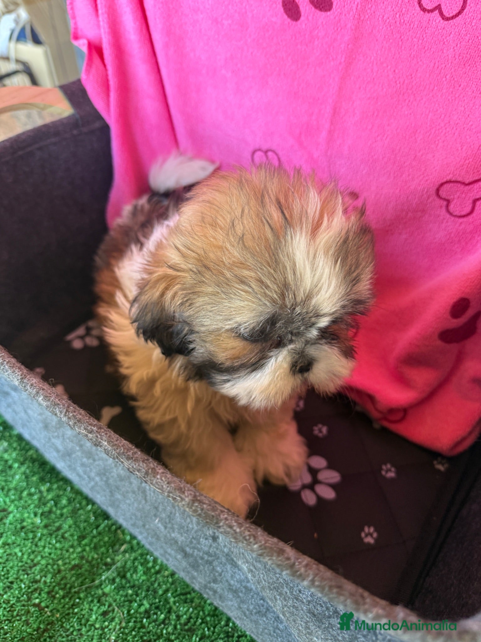 Shih Tzu perros Shihtzu hembras tricolor - Anuncio 2