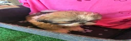 Shih Tzu perros en venta: Shihtzu hembras tricolor - Anuncio 2