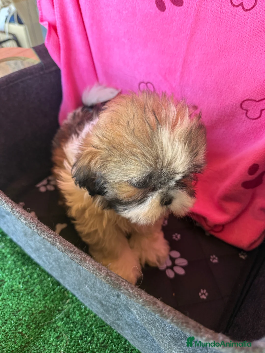 Shih Tzu perros en venta: Shihtzu hembras tricolor - Anuncio 2