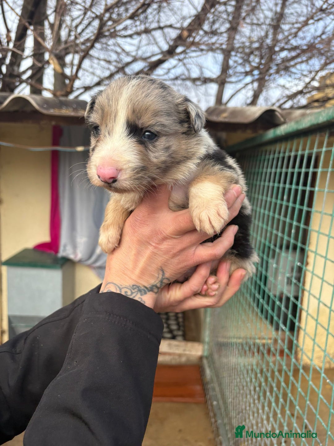 Border Collie perros en venta: Cachorro Macho Border Collie merle - Anuncio 10