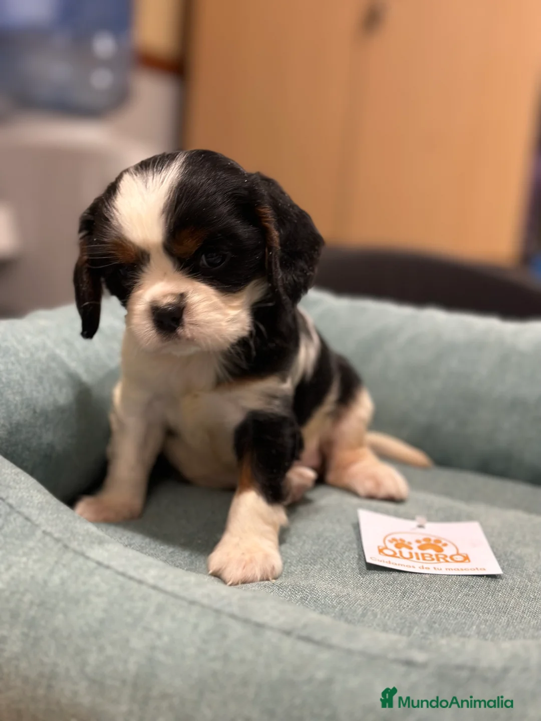 Cavalier King Charles Spaniel perros en venta: CAVALIER TRICOLOR HEMBRA DISPONIBLE en Barcelona - Anuncio 3