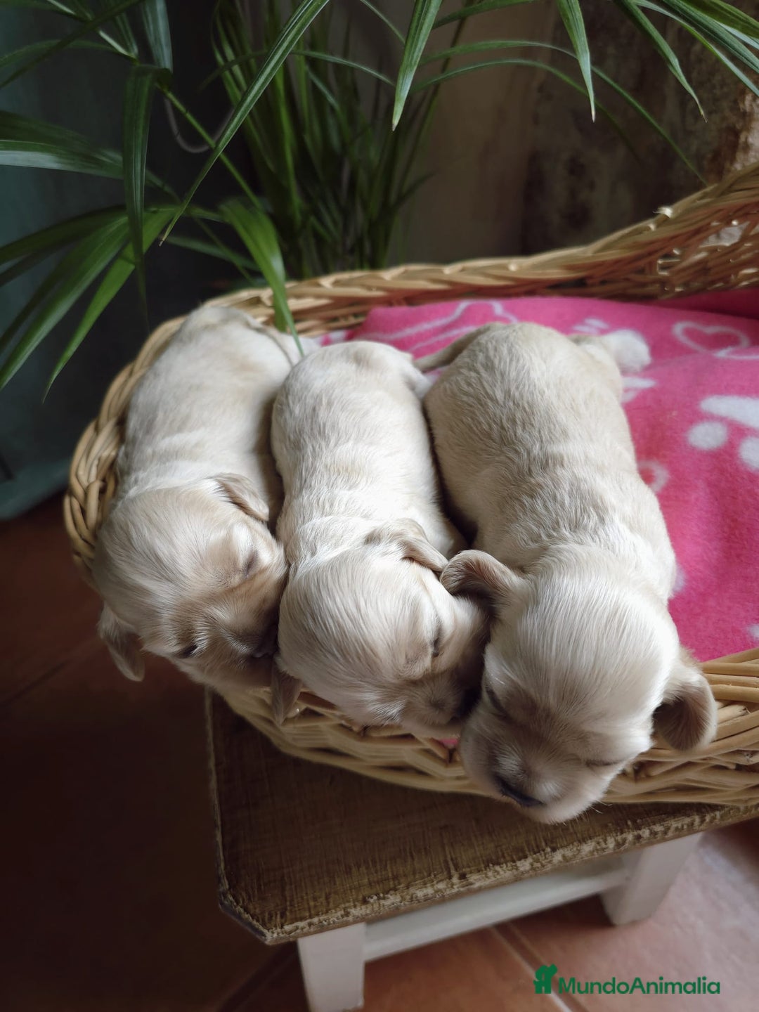 Cocker Spaniel Americano perros en venta: Cocker americano  - Imagen 9