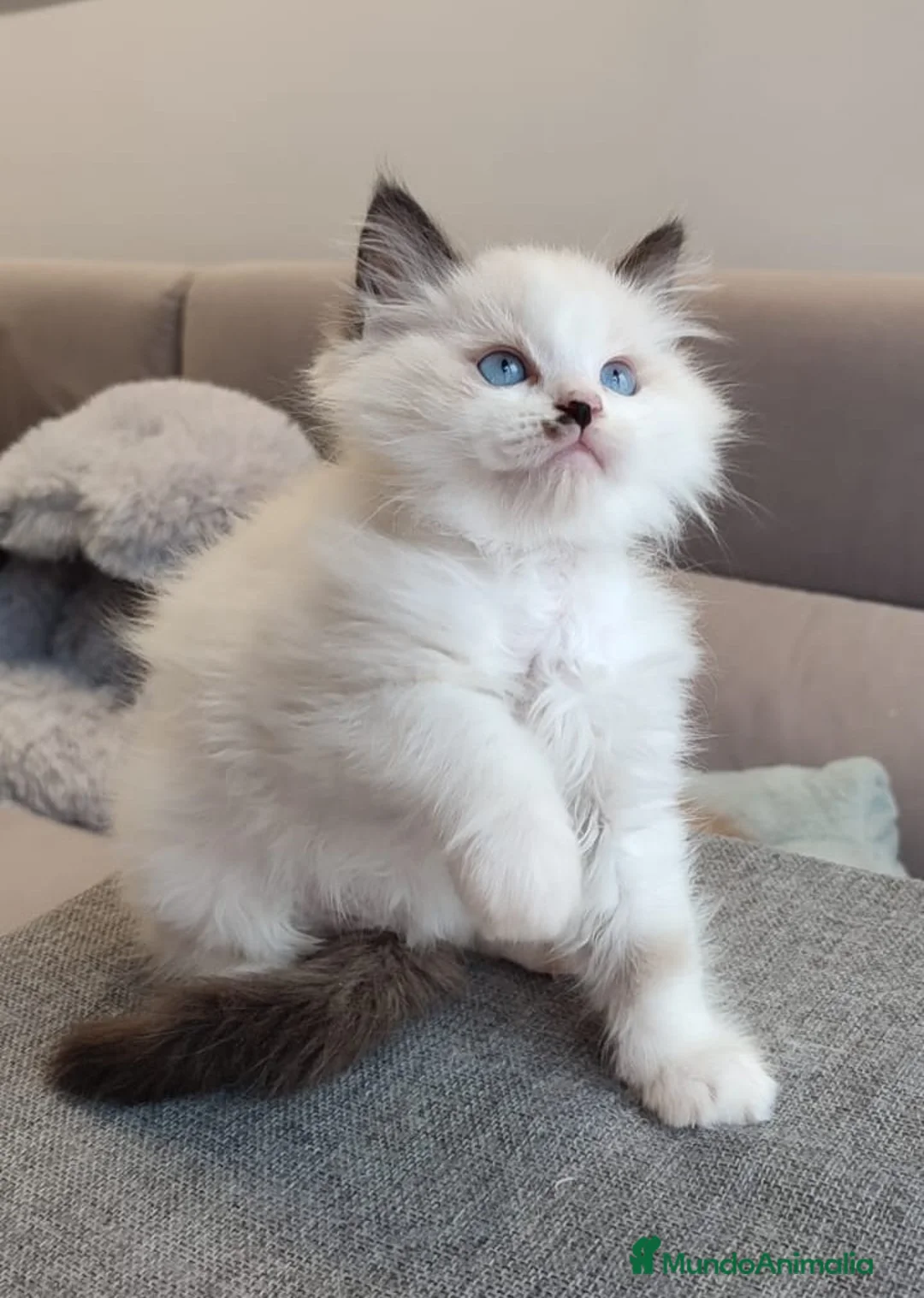 Ragdoll gatos en venta: Gatitos Ragdoll - Anuncio 25