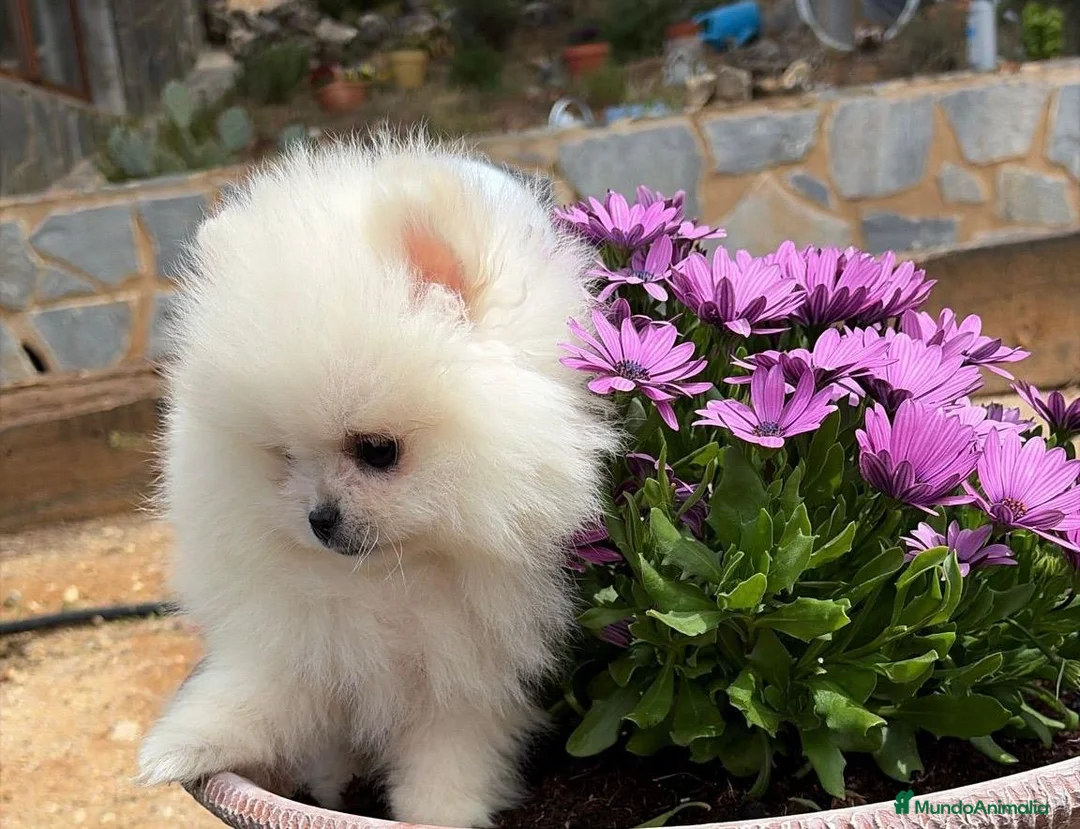 Pomerania perros en venta: Pomerania miniatura hembra  - Anuncio 1