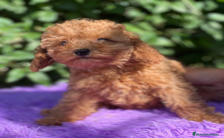 Caniche Toy perros - Anuncio 2