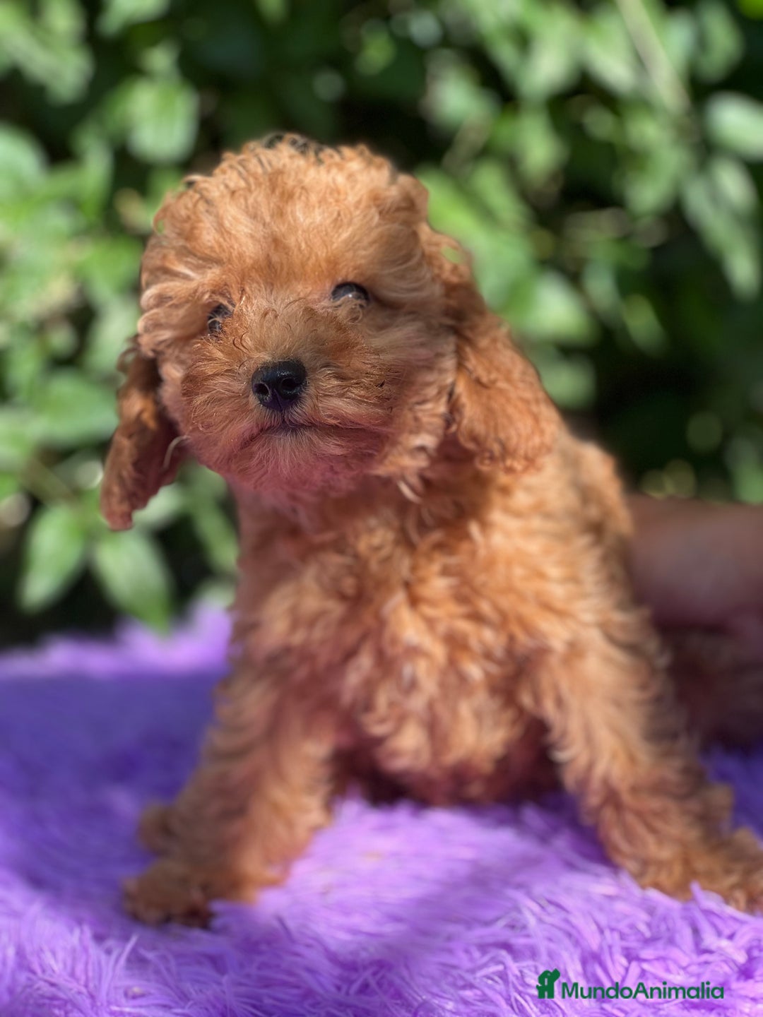 Caniche Toy perros en venta: Caniche  toy hembra  - Imagen 1