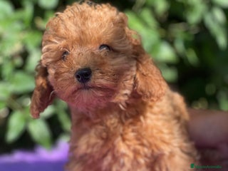 Caniche Toy perros - Anuncio 20