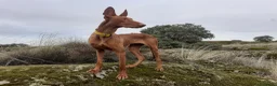 Podenco Canario perros en venta: Podencos Canarios de Valle Viejas  - Anuncio 8
